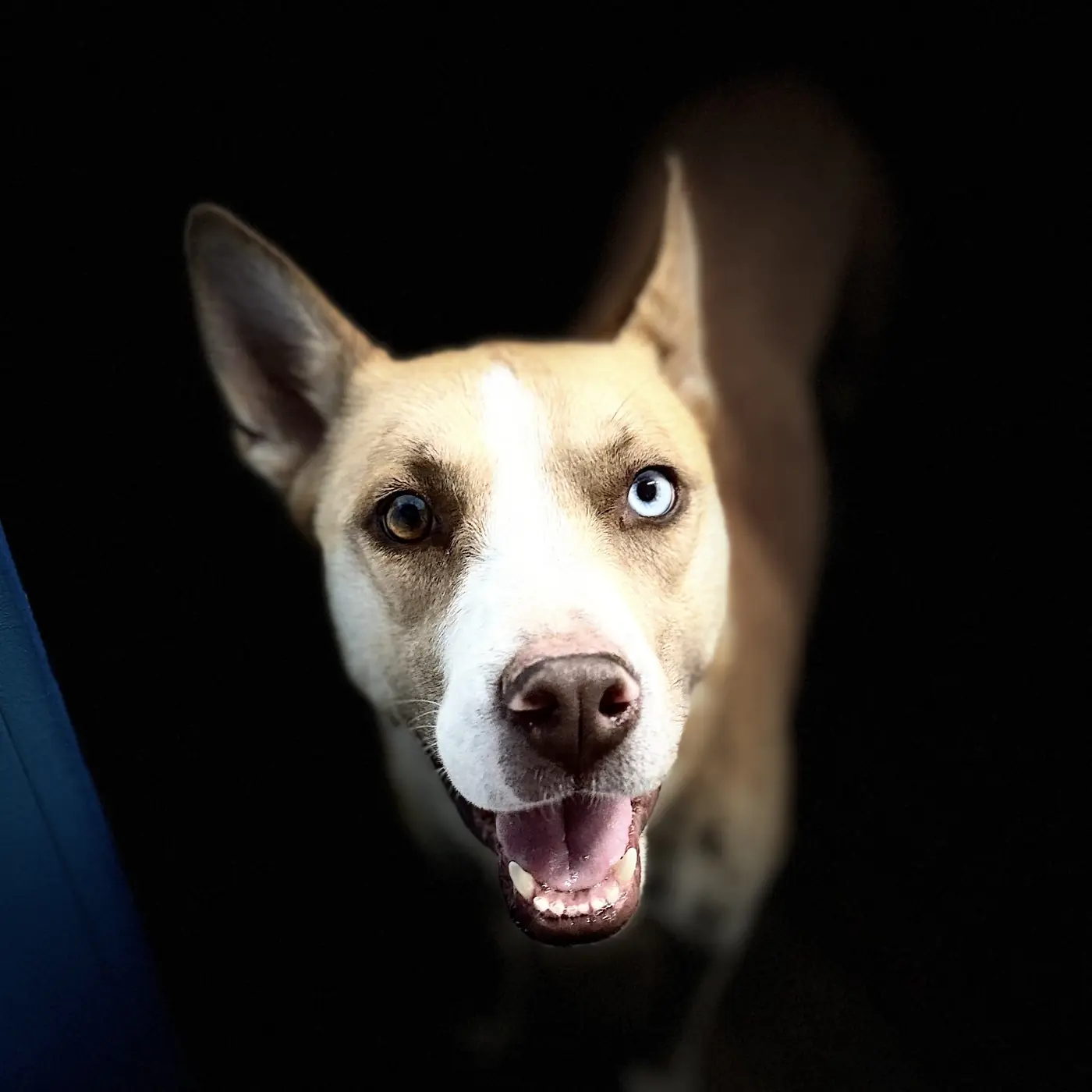 A rescue dog ready to meet a family