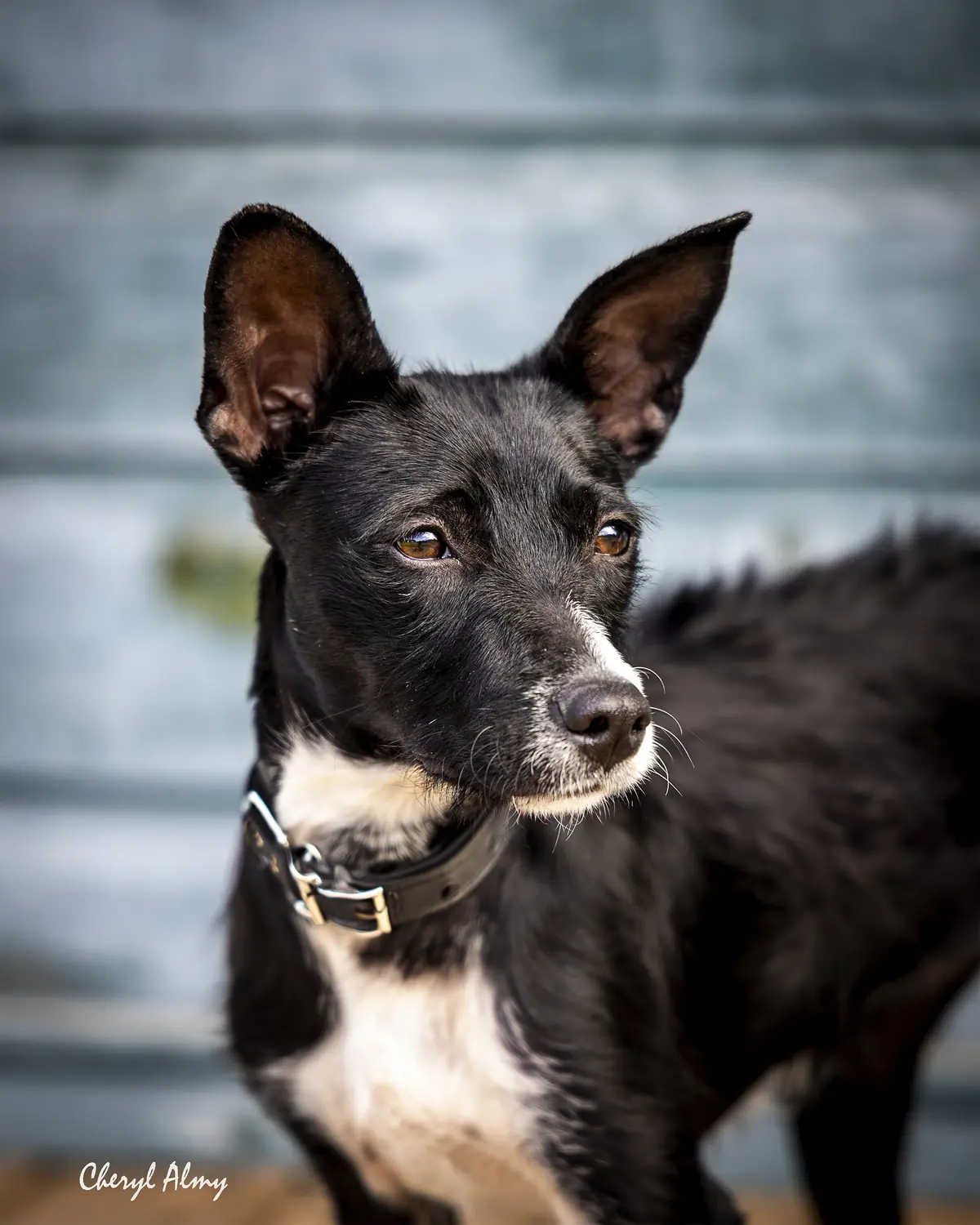 A rescue animal supported by Because Animals Matter