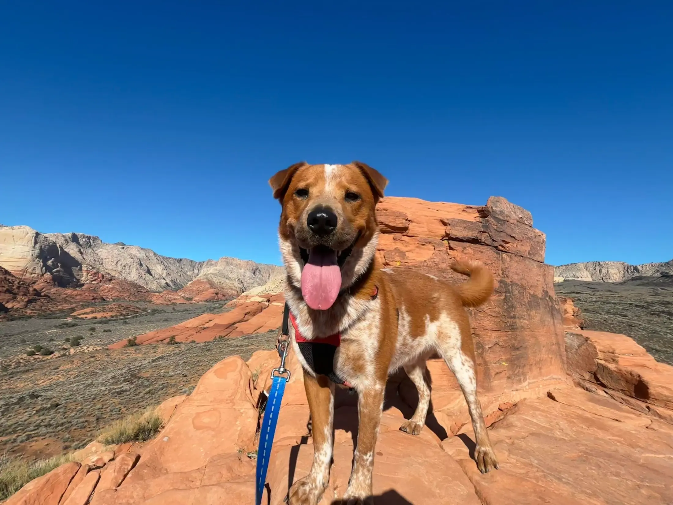 A happy rescue dog standing on red rock above the Southern Utah desert